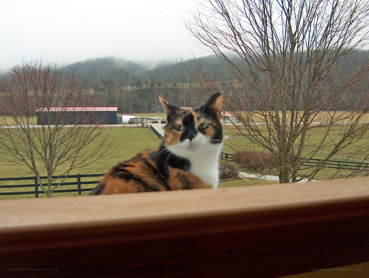 calico cat on balcony