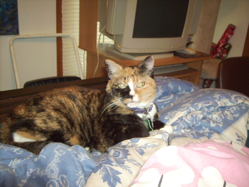 Calico Cat on Bed — Blue