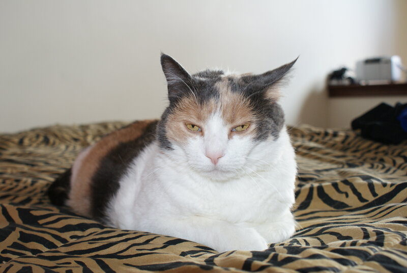 calico cat on bed