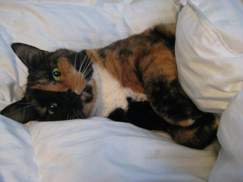 Calico Cat on Bed — White