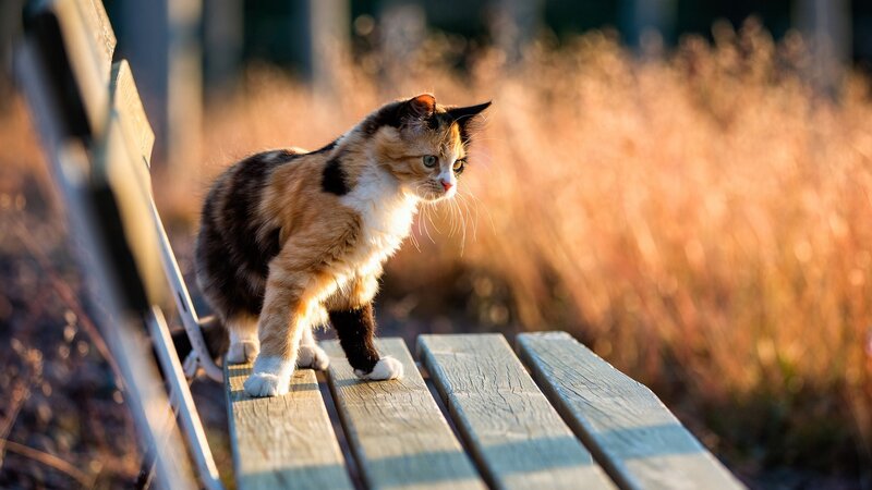 Calico Cat on Bench — Brown, Serene