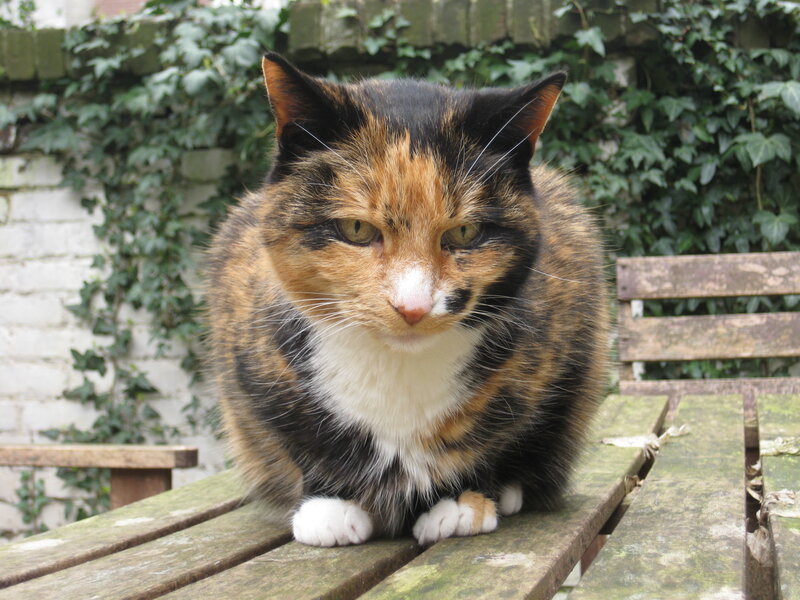 Calico Cat on Bench — Brown
