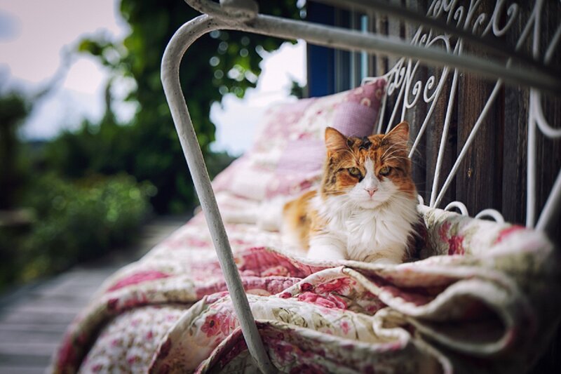 Calico Cat on Bench