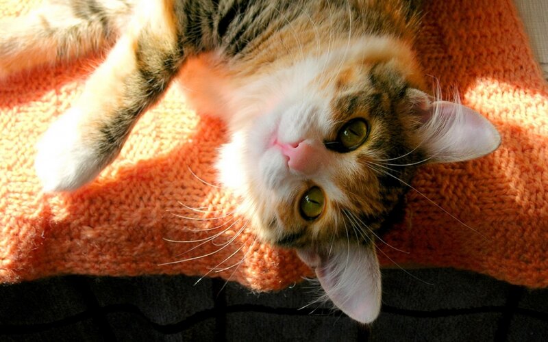 Calico Cat on Blanket — Orange