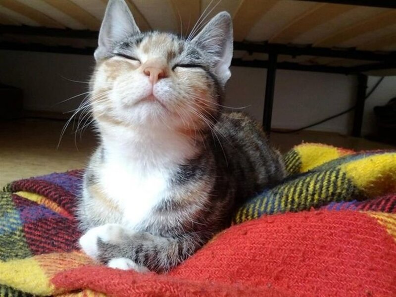 Calico Cat on Blanket — Red
