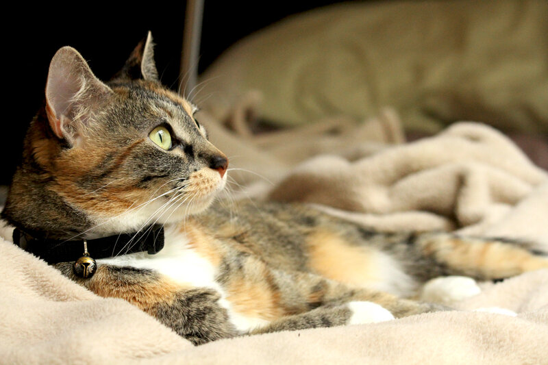 calico cat on blanket