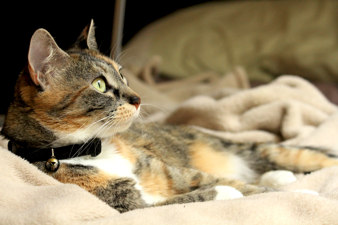 calico cat on blanket