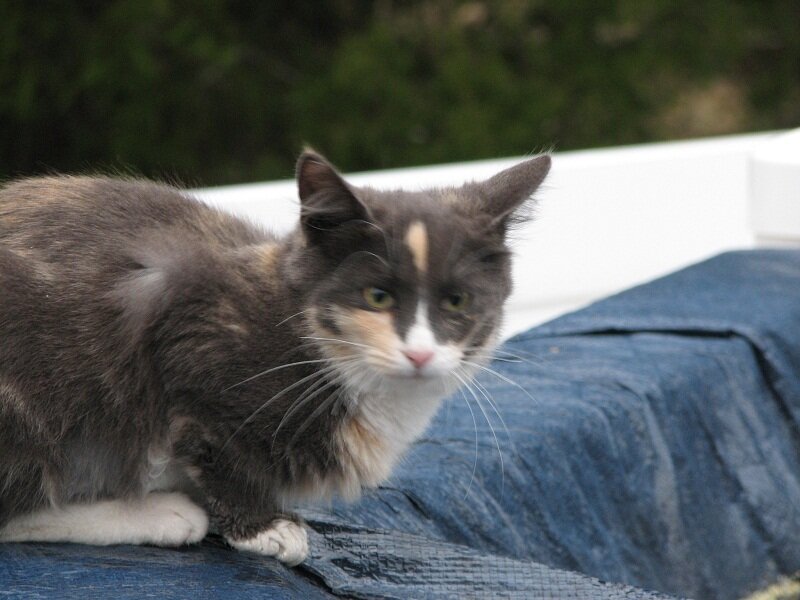 Calico Cat on Blue Fabric