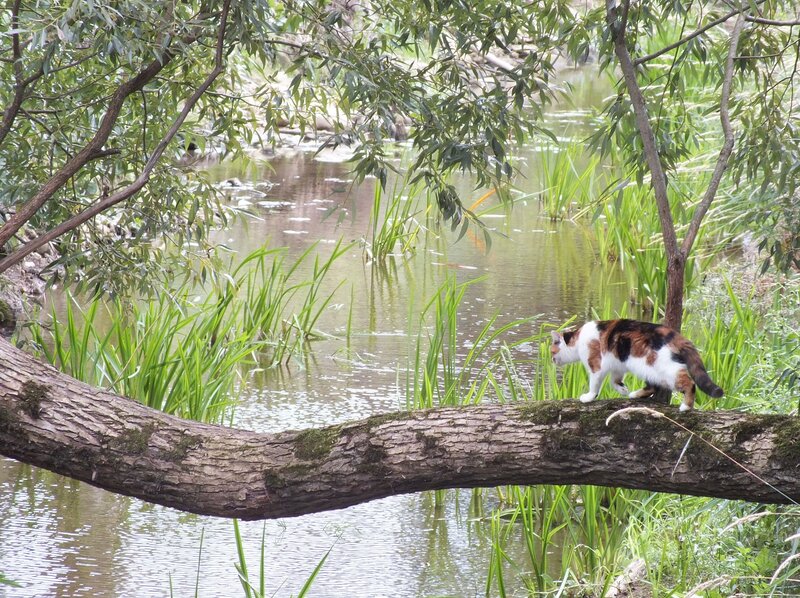 Calico Cat on Branch — Green