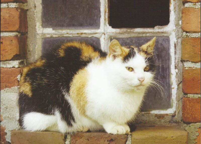 Calico Cat on Brick