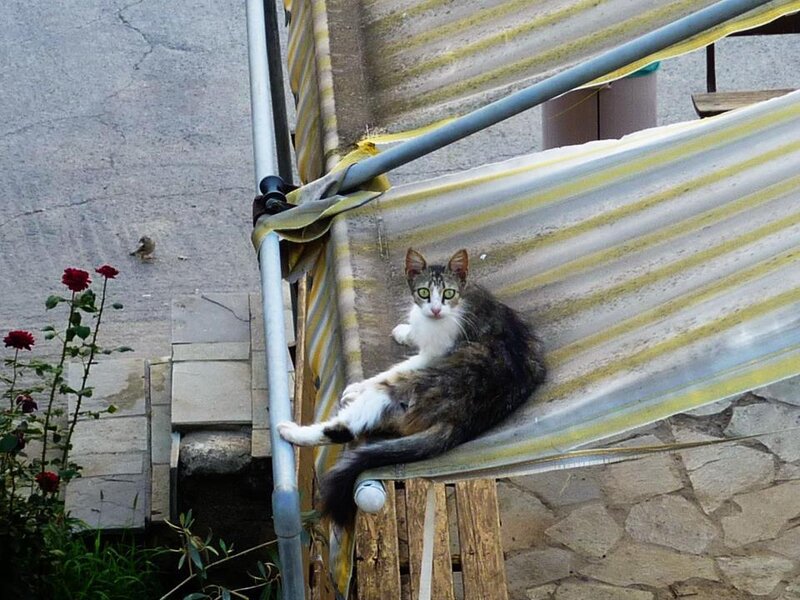 Calico Cat on Canopy