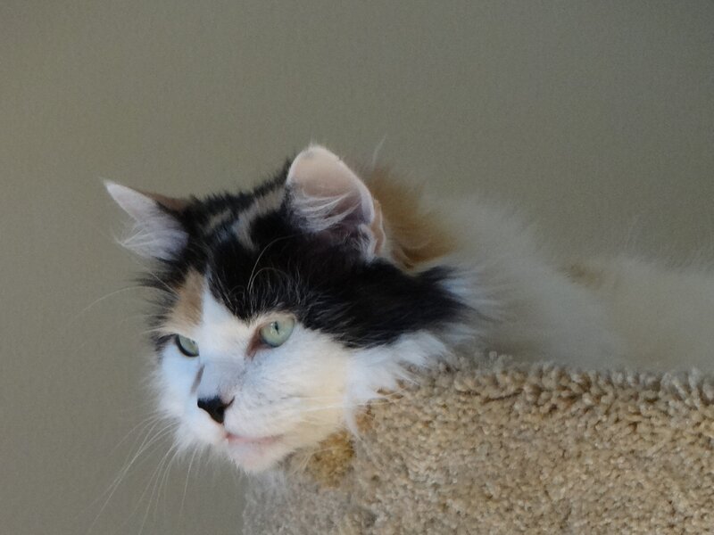 Calico Cat on Carpet