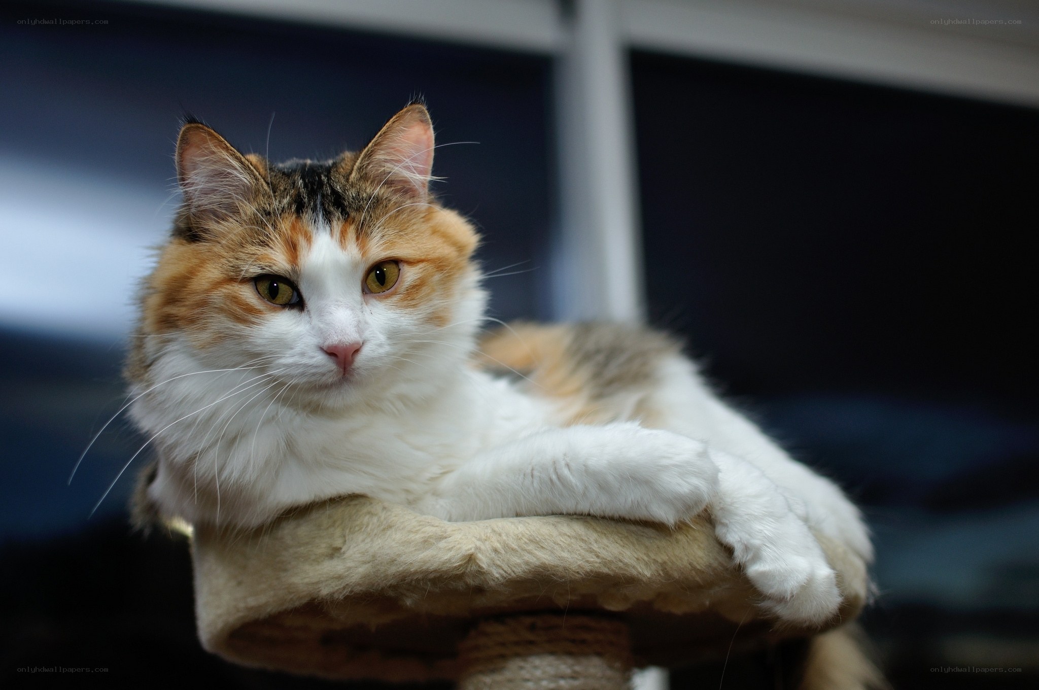 calico cat on cat tree