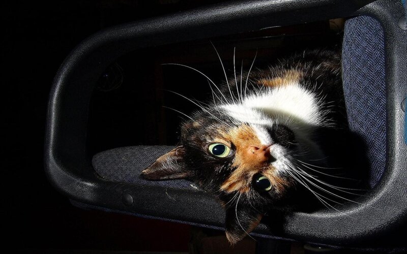 Calico Cat on Chair — Black