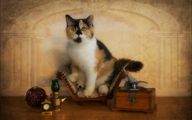 Calico Cat on Chair — Brown, Still Life