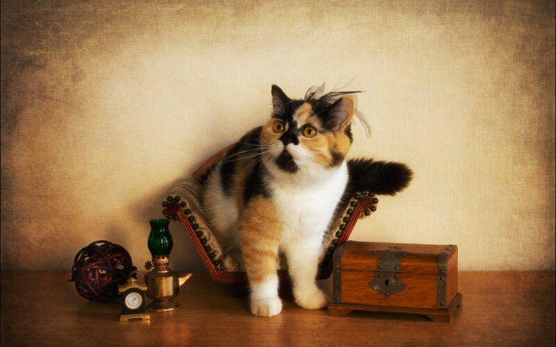 Calico Cat on Chair — Brown, Still