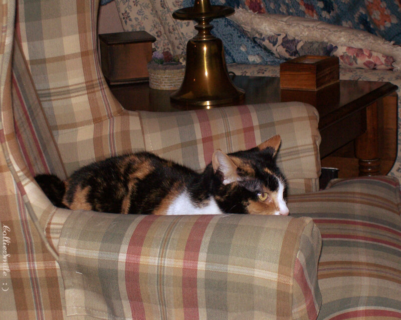 Calico Cat on Chair — Brown