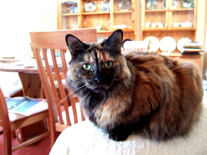 calico cat on chair