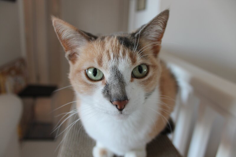 Calico Cat on Chair — White