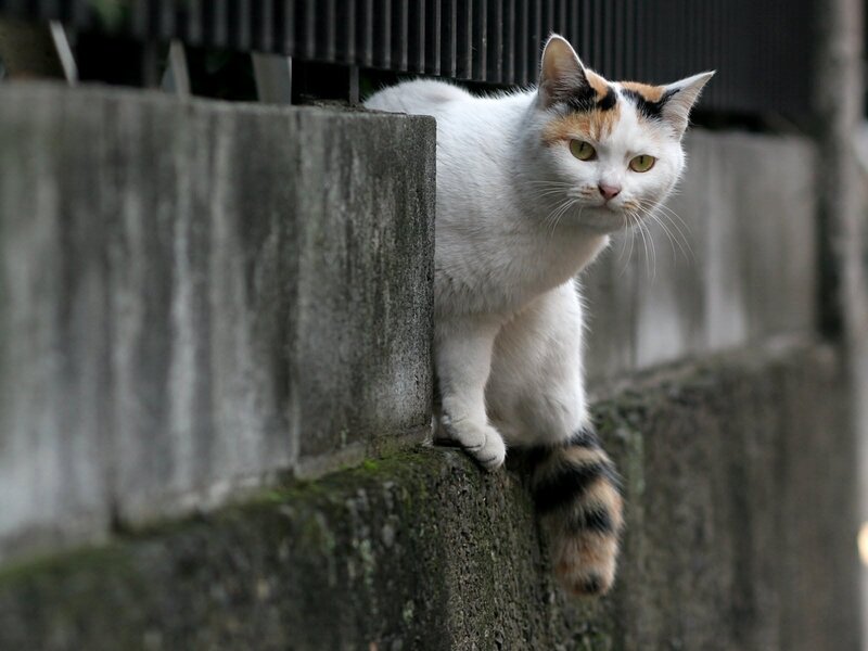 calico cat on concrete wall