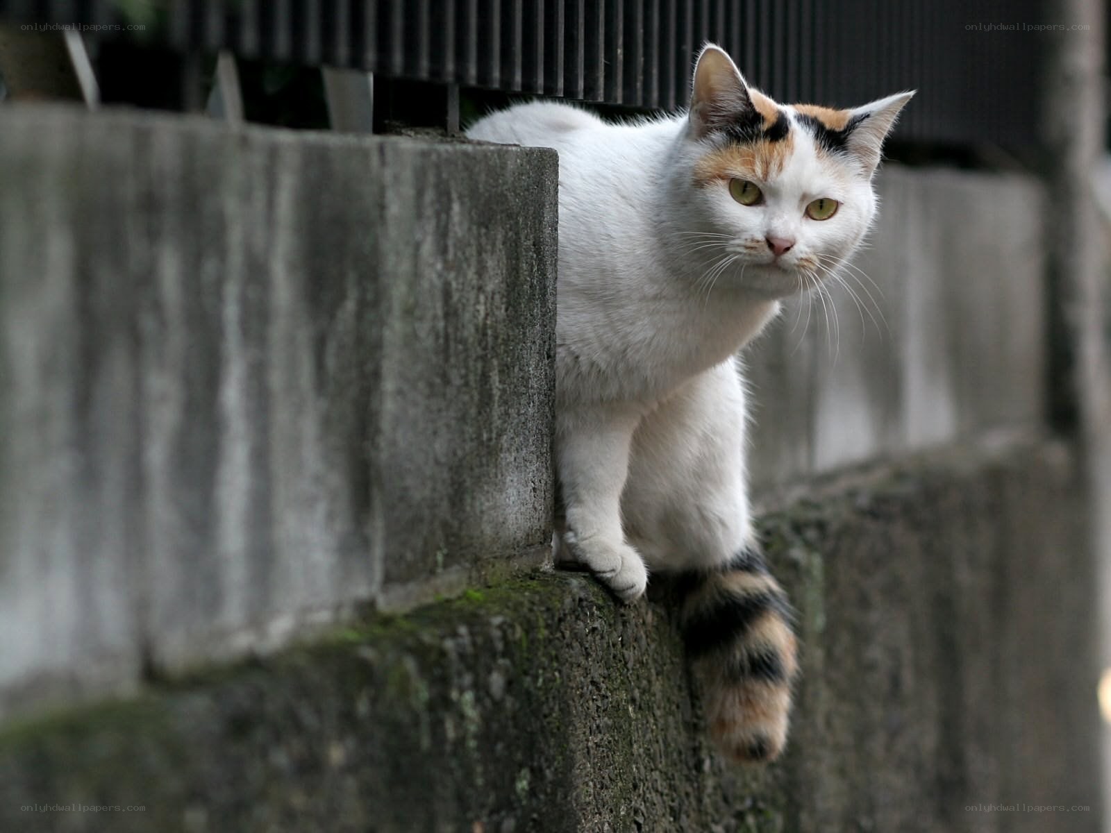 calico cat on concrete wall