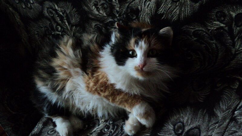 Calico Cat on Couch — Black, Calm