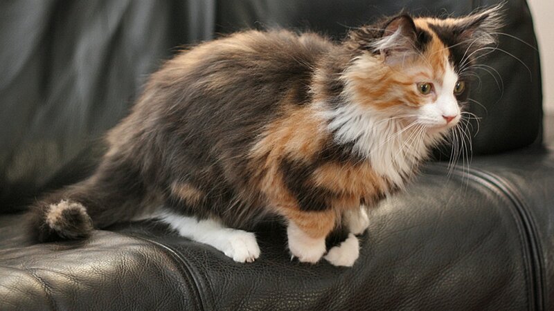 Calico Cat on Couch — Black