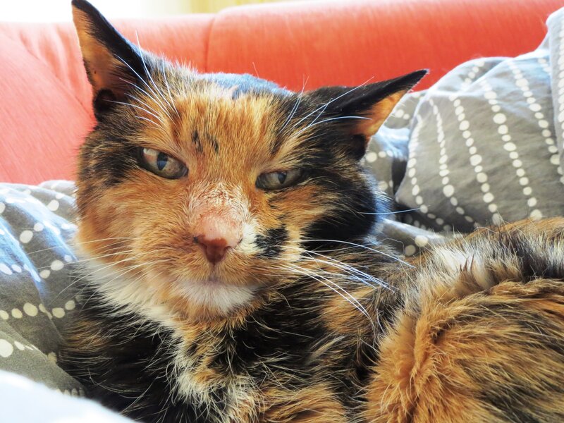 Calico Cat on Couch — Orange, Relaxed