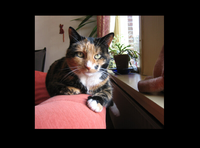 Calico Cat on Couch — Orange