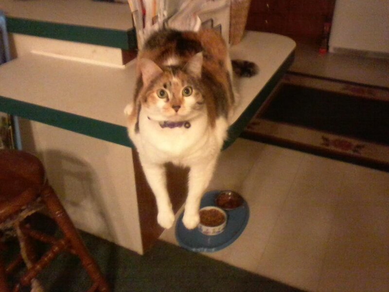 Calico Cat on Counter