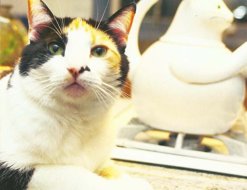 Calico Cat on Counter — White