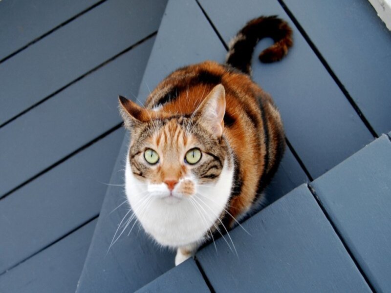 Calico Cat on Deck — Gray