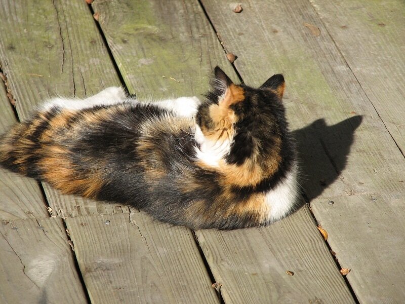 Calico Cat on Deck
