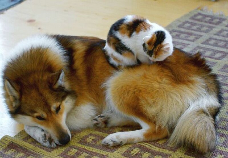 Calico Cat on Dog