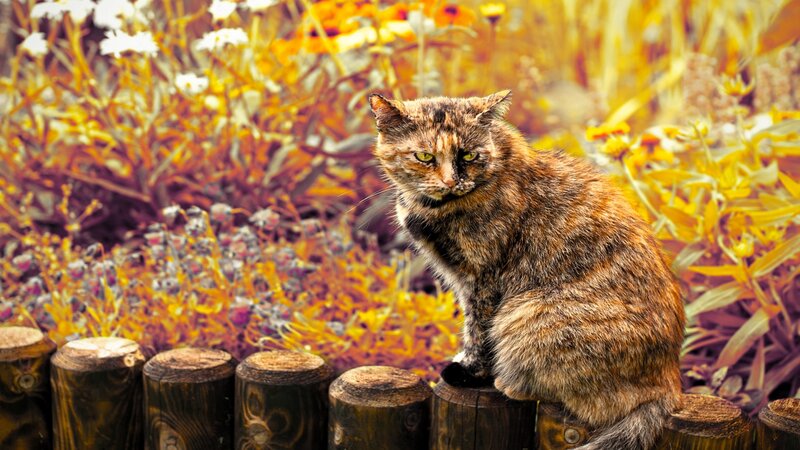 Calico Cat on Fence — Brown