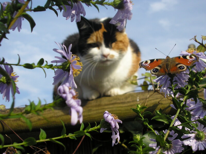 Calico Cat on Fence — Purple