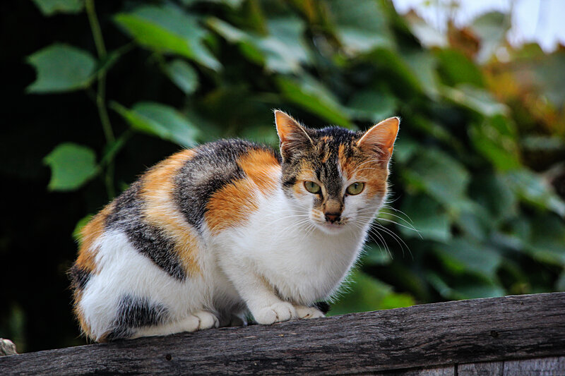 Calico Cat on Fence — White, Alert, Afternoon