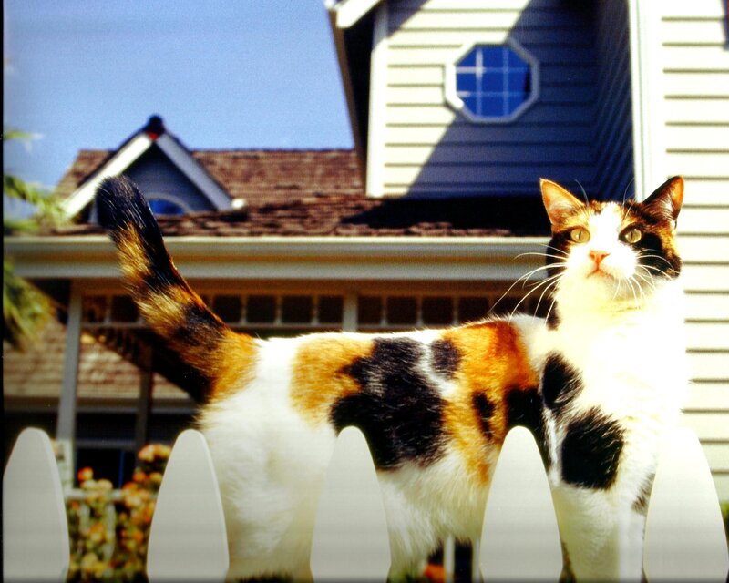 Calico Cat on Fence — White, Bright