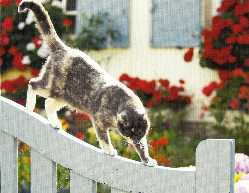 Calico Cat on Fence — White, Calm, Afternoon