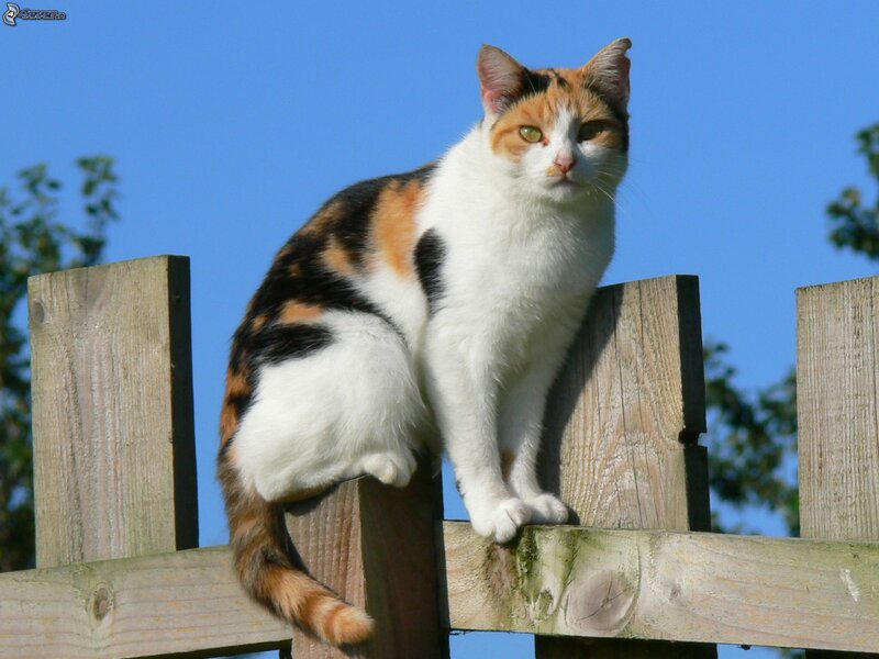 Calico Cat on Fence — White, Calm