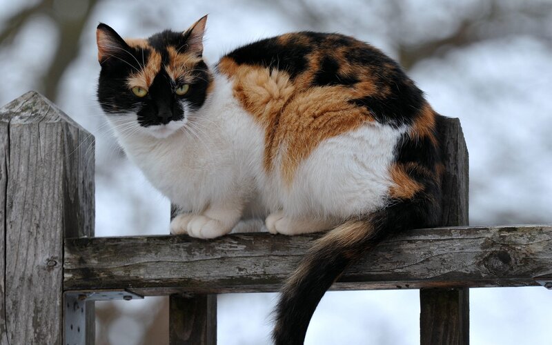 Calico Cat on Fence — White, Calm, Winter