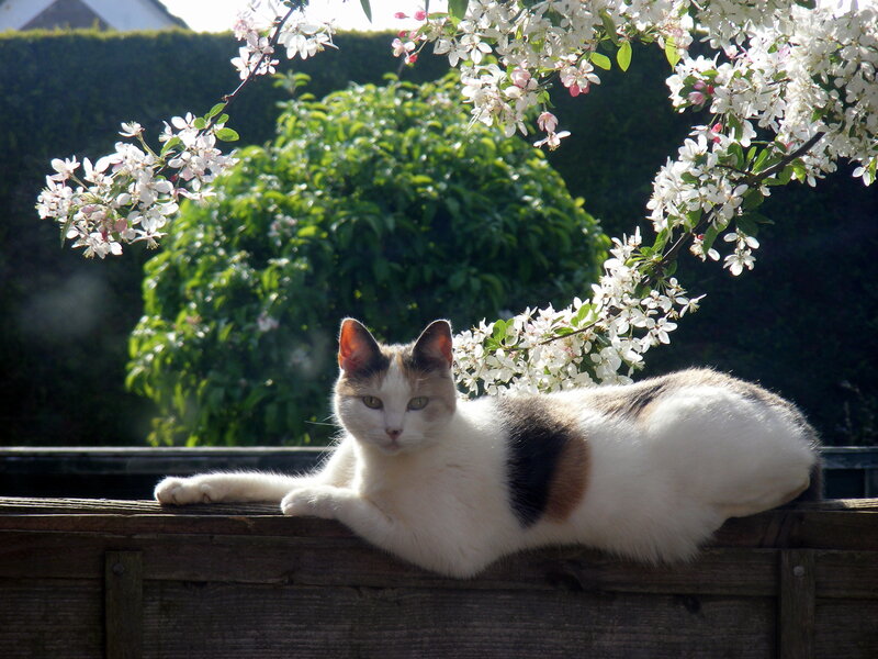 Calico Cat on Fence — White