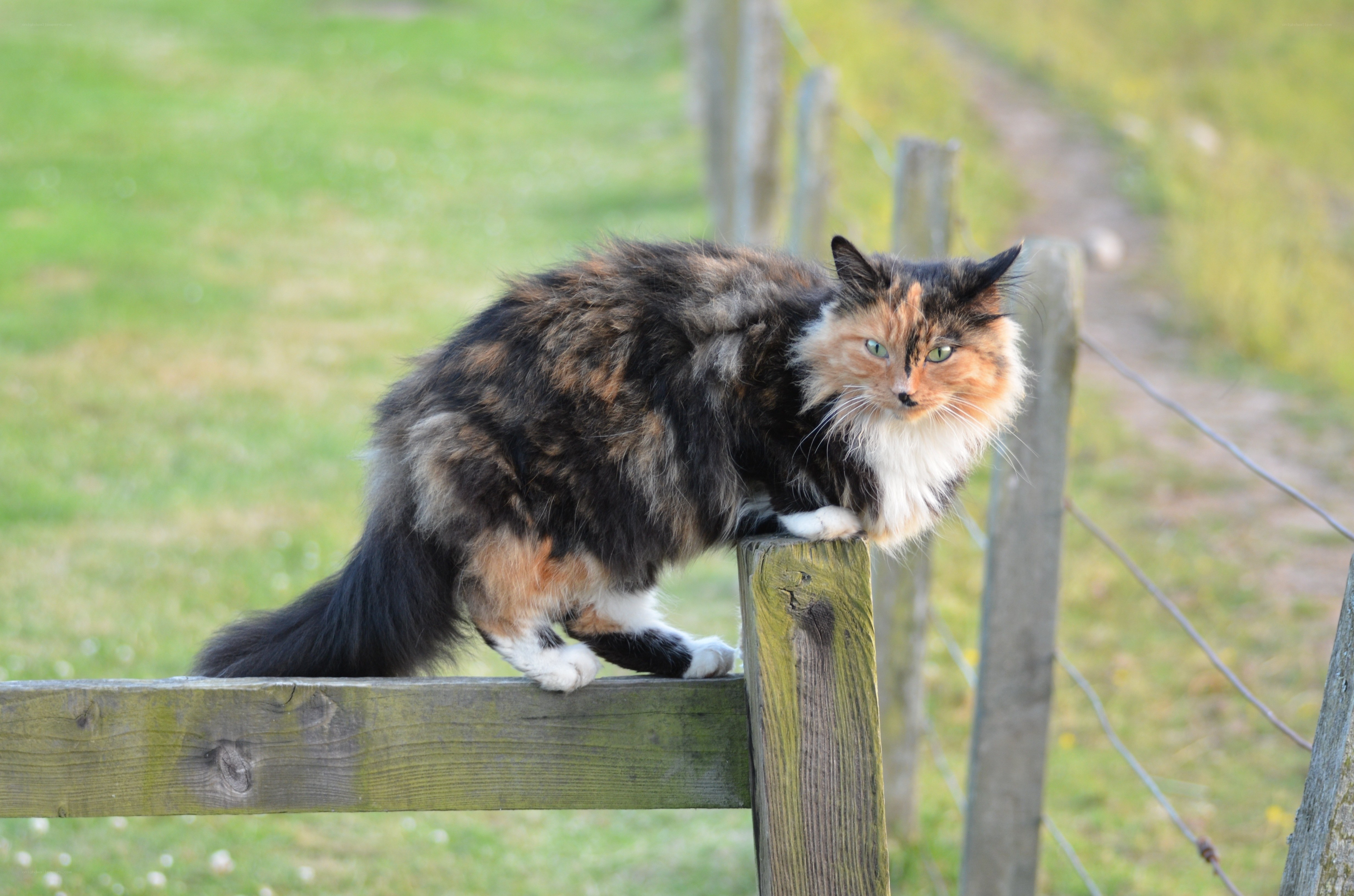 calico cat on fence