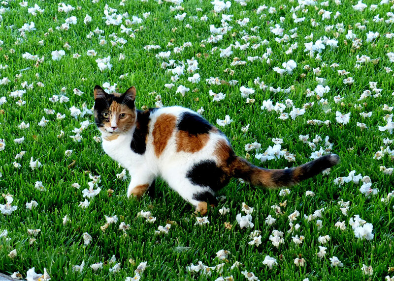 Calico Cat on Grass — Green, Peaceful