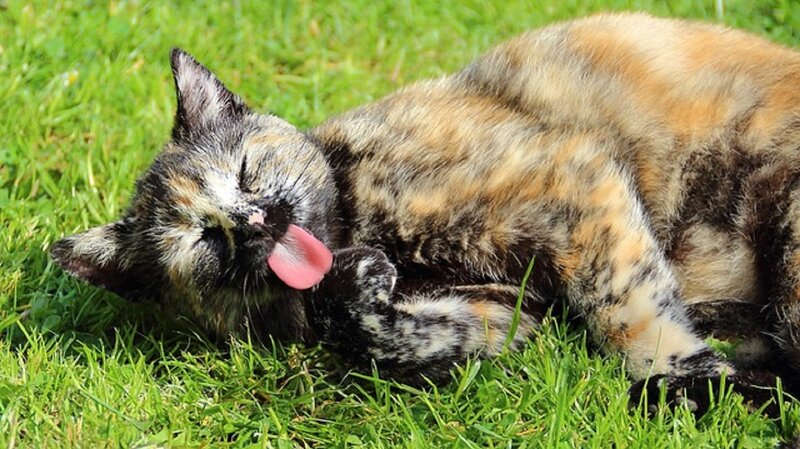 Calico Cat on Grass — Green, Relaxed