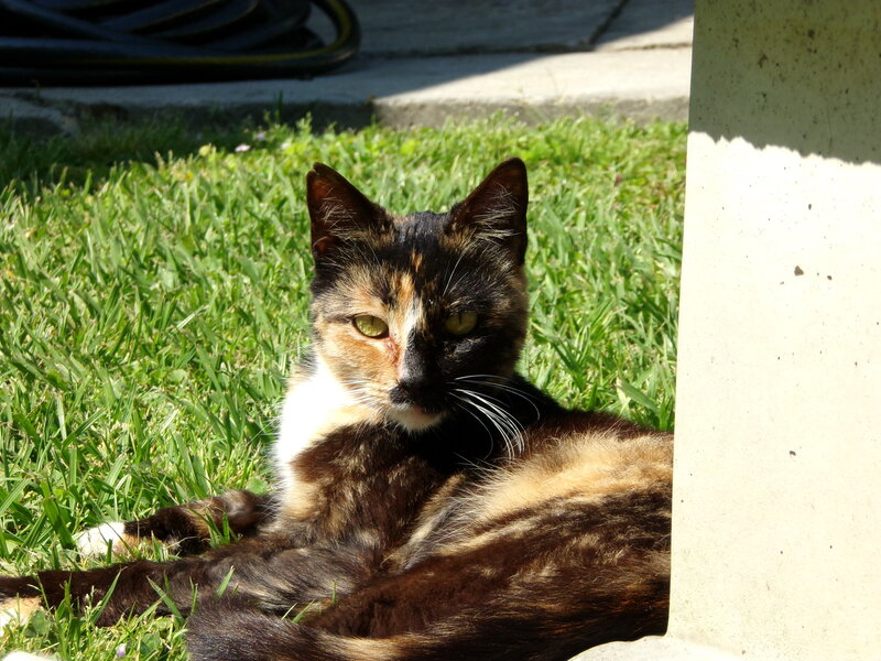 Calico Cat on Grass — Green