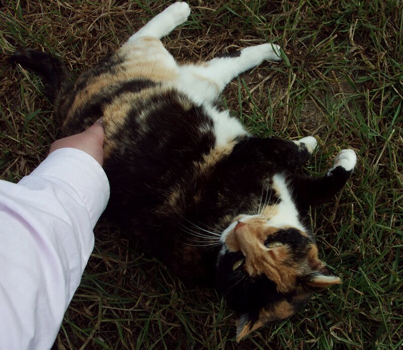 calico cat on grass