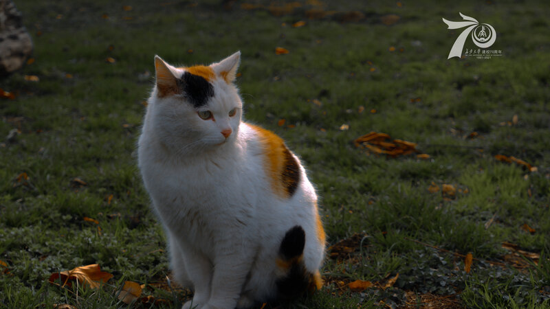 Calico Cat on Grass — White