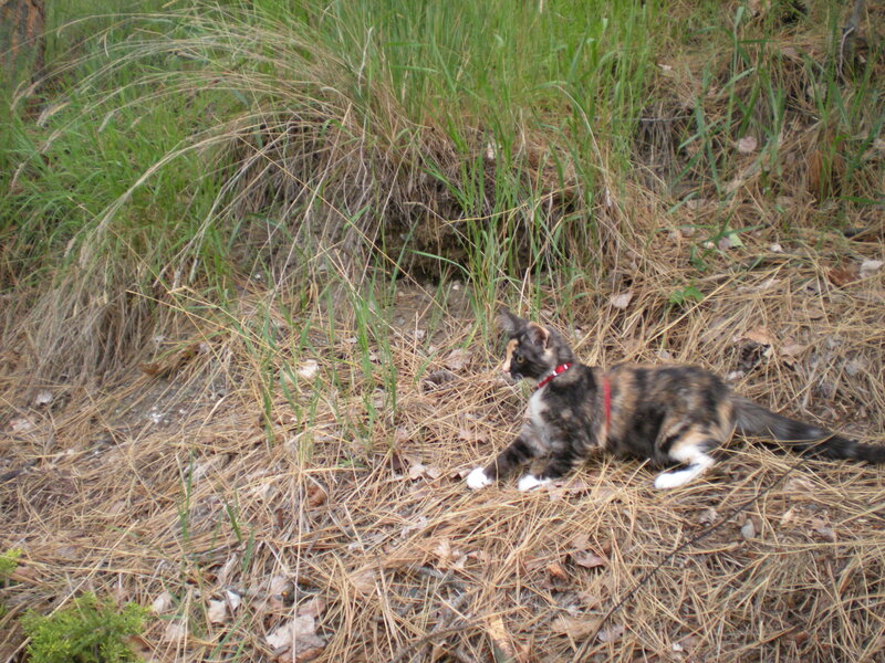 Calico Cat on Ground — Brown