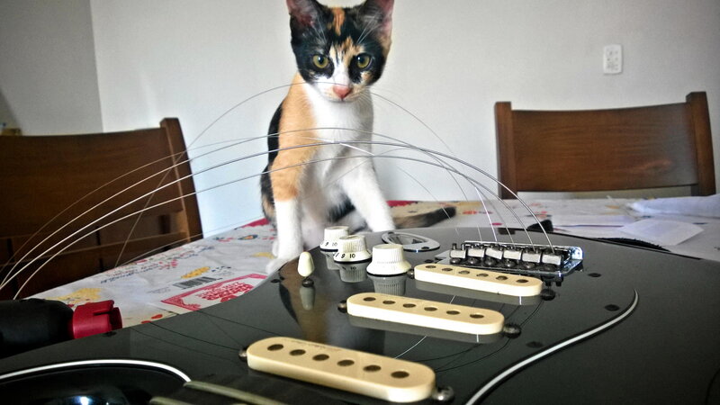 Calico Cat on Guitar